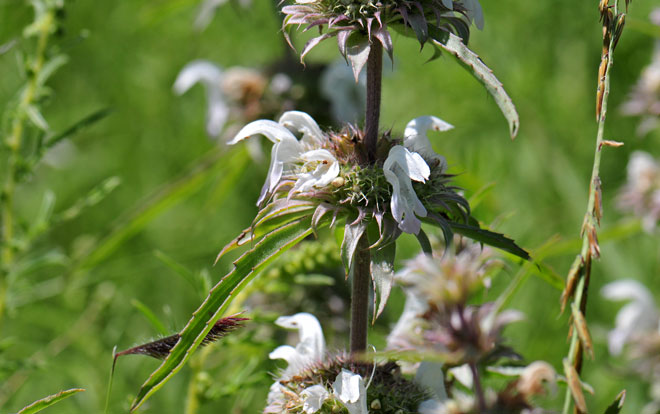 Monarda citriodora, Lemon Beebalm